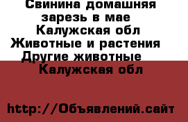 Свинина домашняя зарезь в мае - Калужская обл. Животные и растения » Другие животные   . Калужская обл.